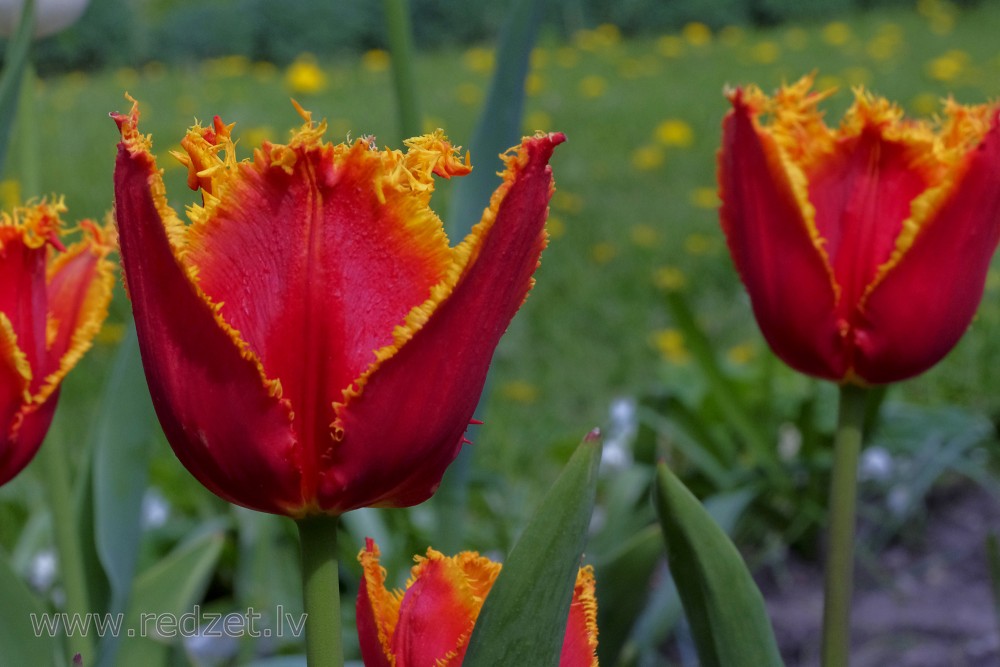 Flowering Tulips