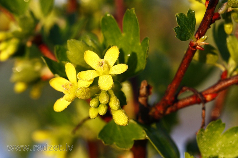 Golden Currant