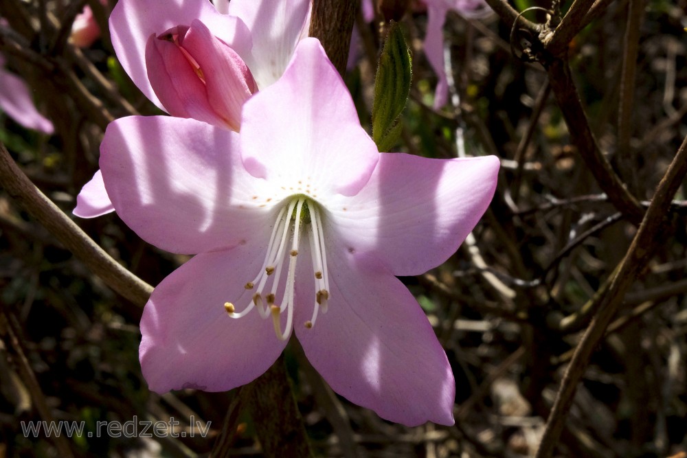 Šlipenbaha rododendra zieds