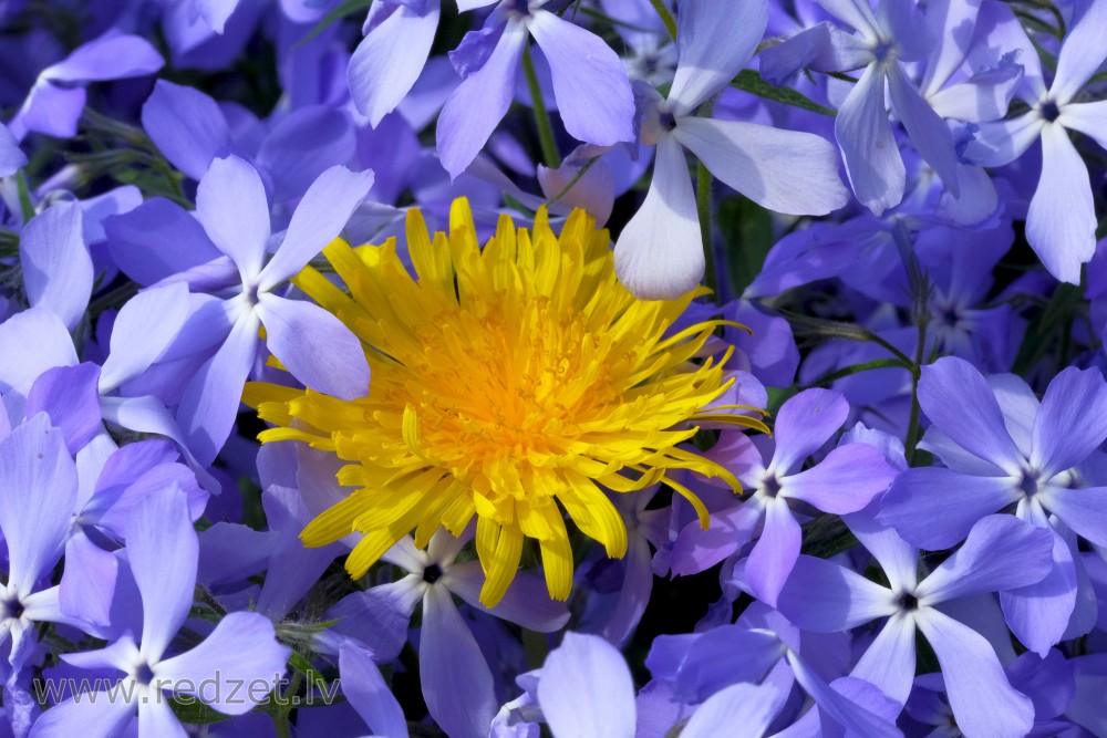 Pienenes zieds starp flokšiem Pienenes zieds starp flokšiem