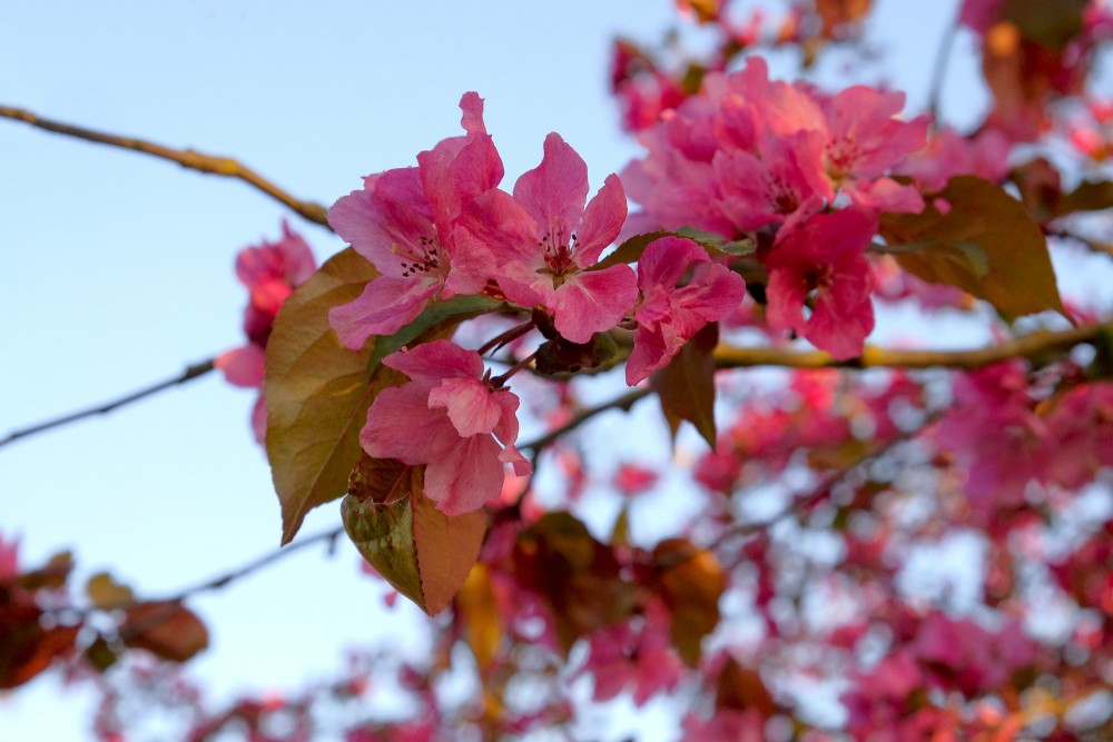 Sarkani ābeles ziedi