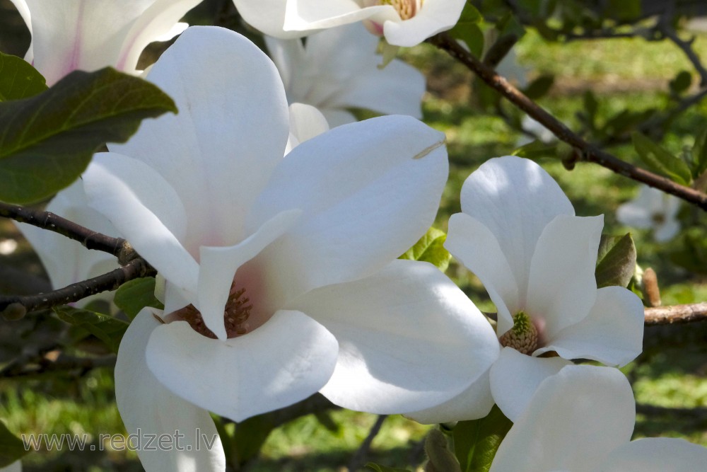 Ziemeļu Kobus magnolijas ziedi