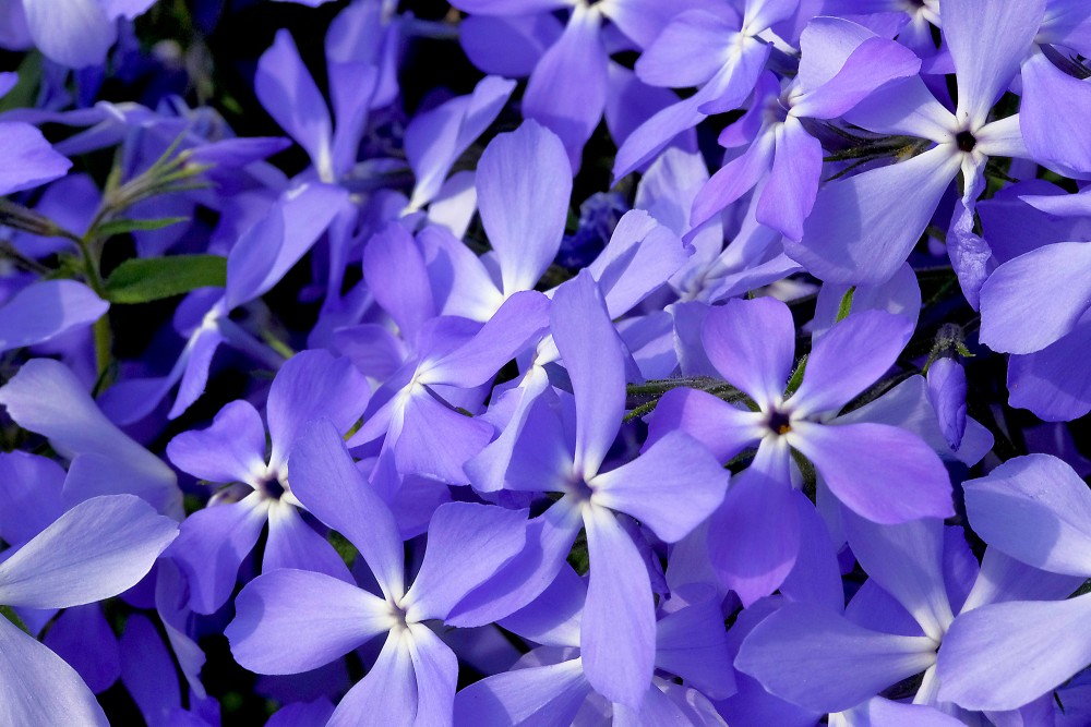 Izplestais floksis Izplestais floksis