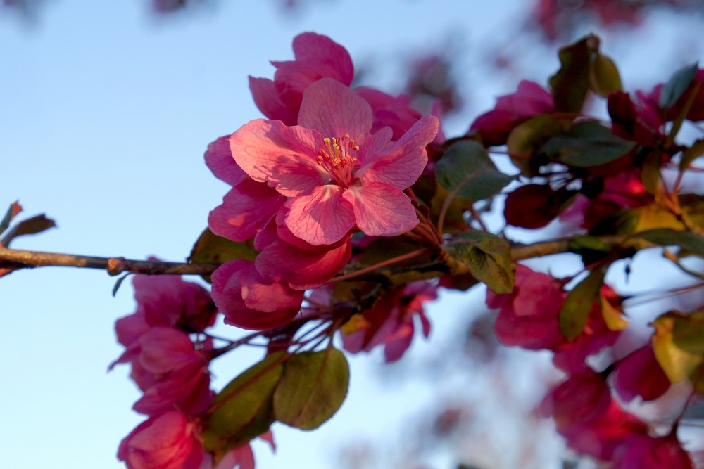 Ābeles zieda tuvplāns