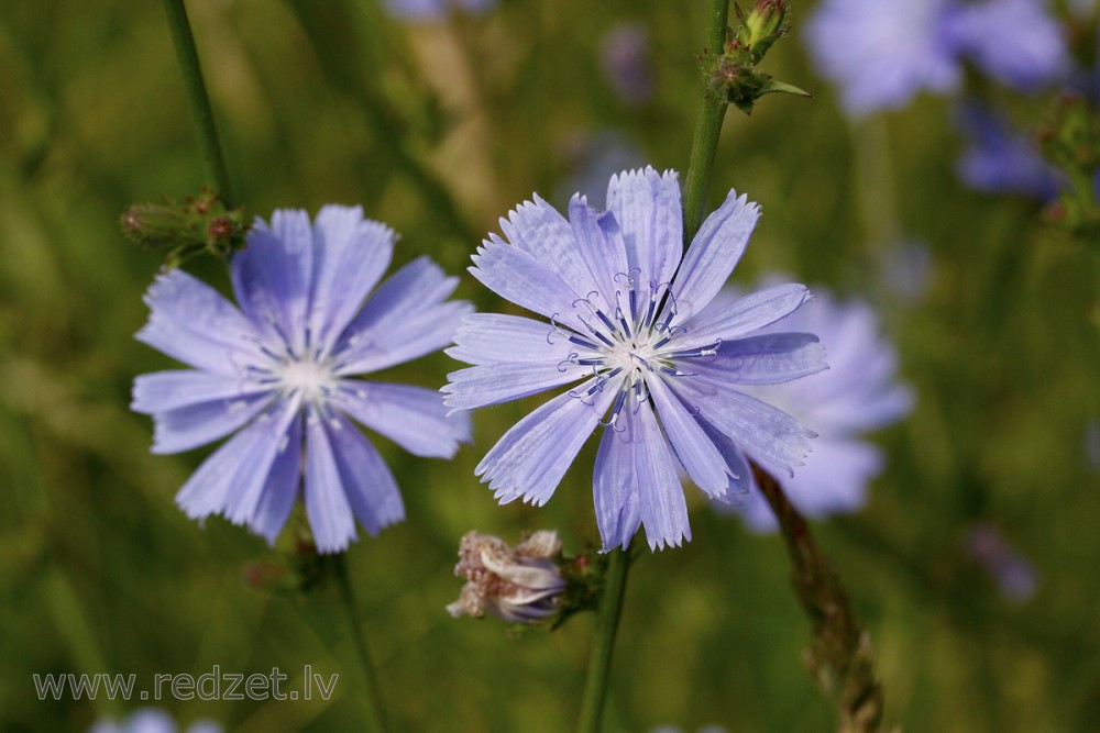 Common chicory