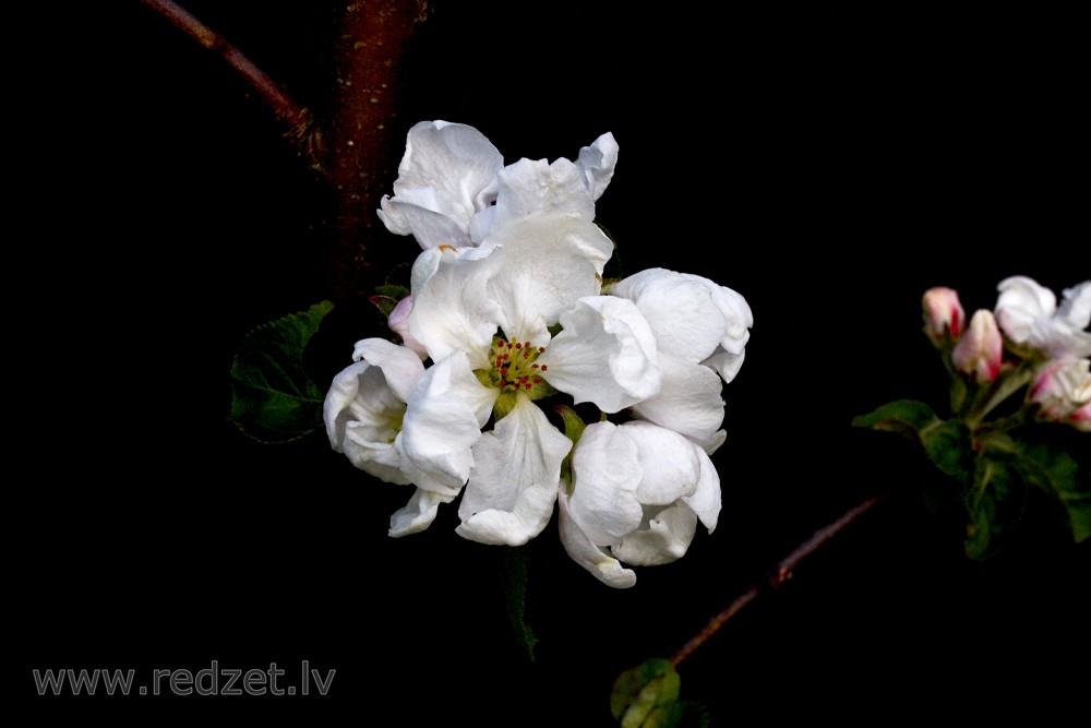 Apple tree flowers