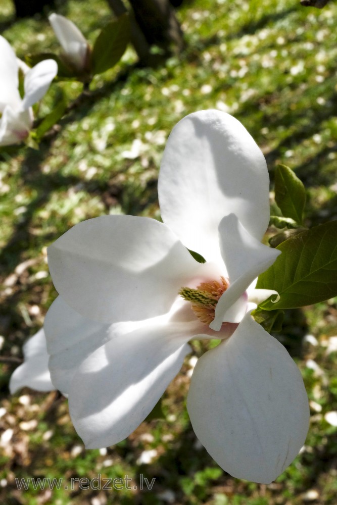 Ziemeļu Kobus magnolijas zieds