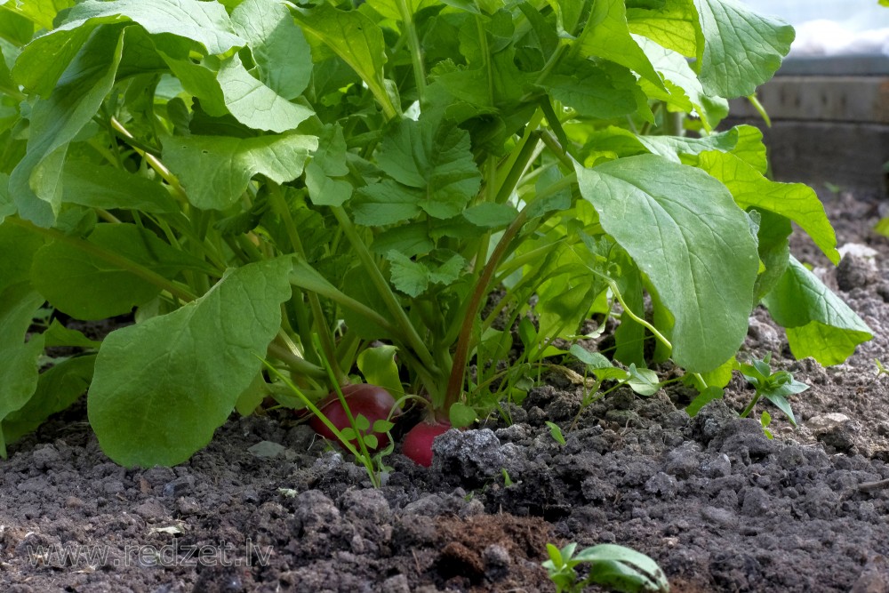 Radish