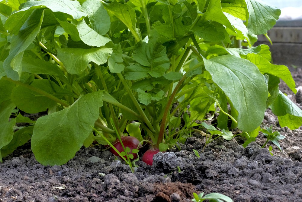 Siltumnīcā augoši redīsi Siltumnīcā augoši redīsi