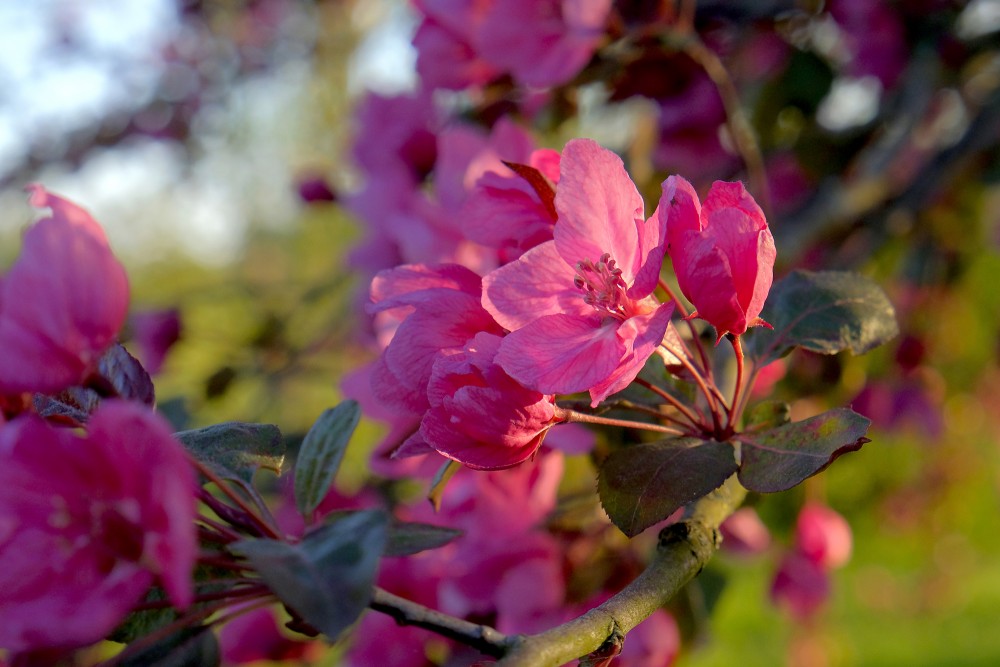 Sarkani ābeles ziedi