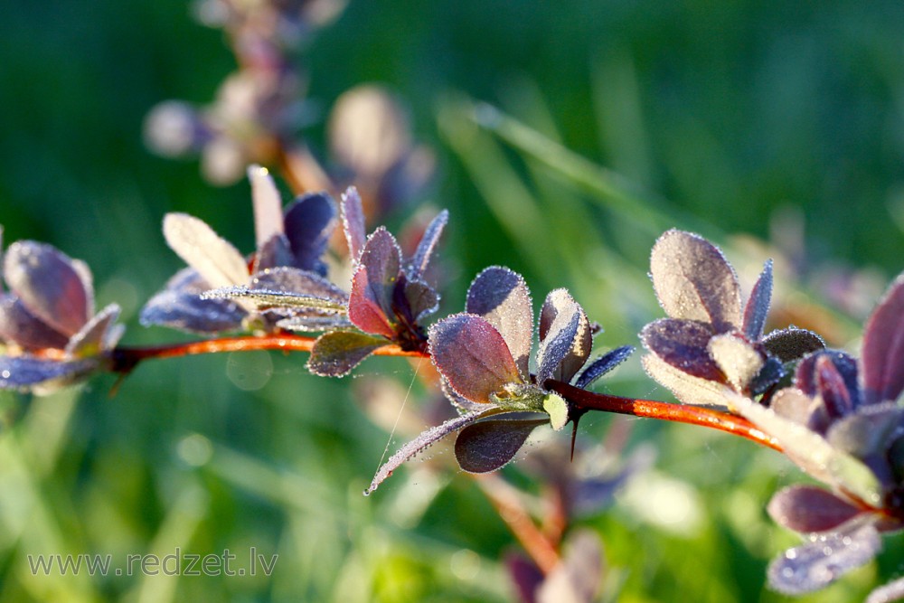 Common Barberry