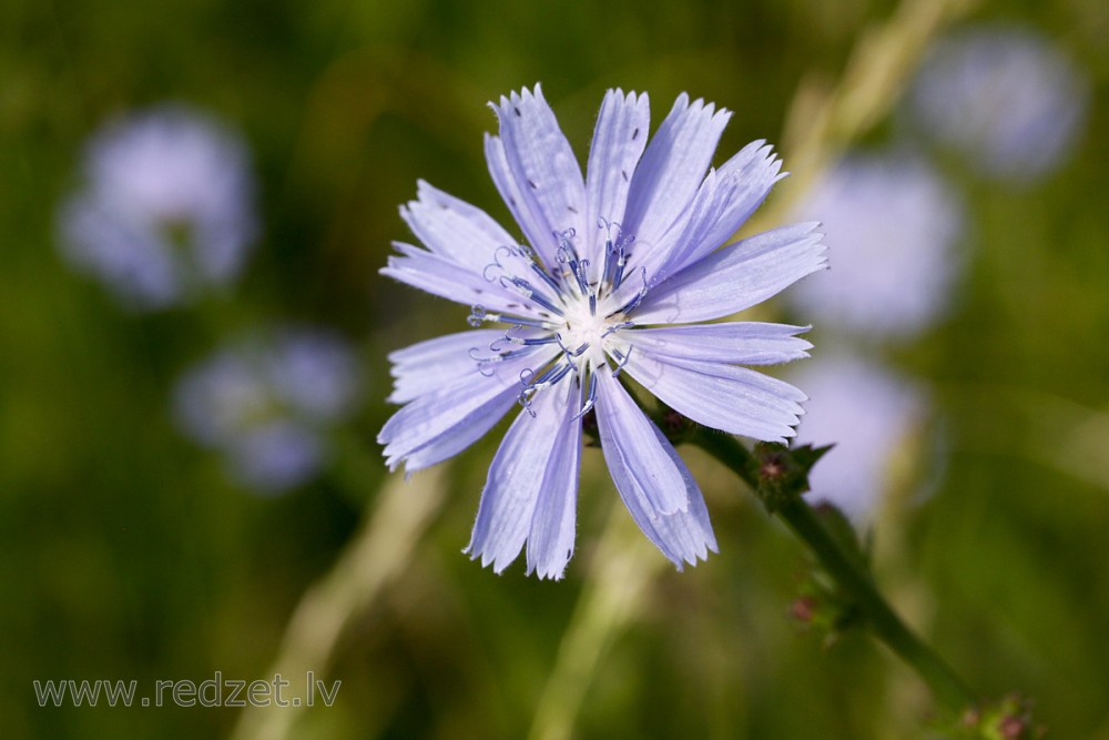 Common chicory