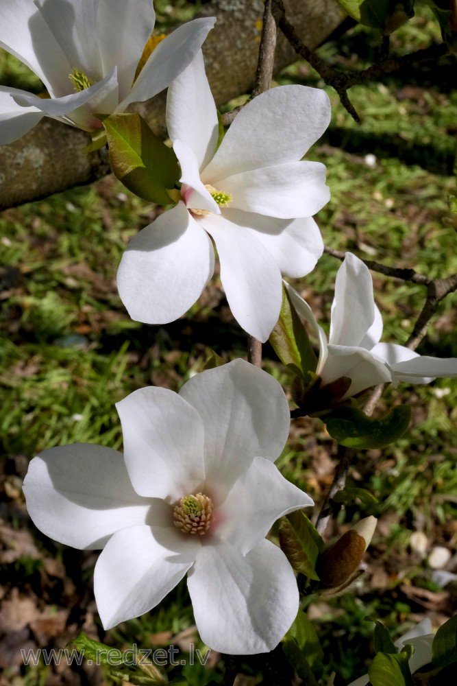 Ziemeļu kobus magnolijas ziedi