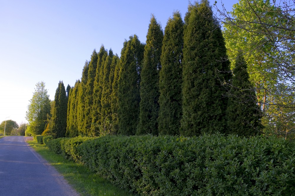 Thuja hedge