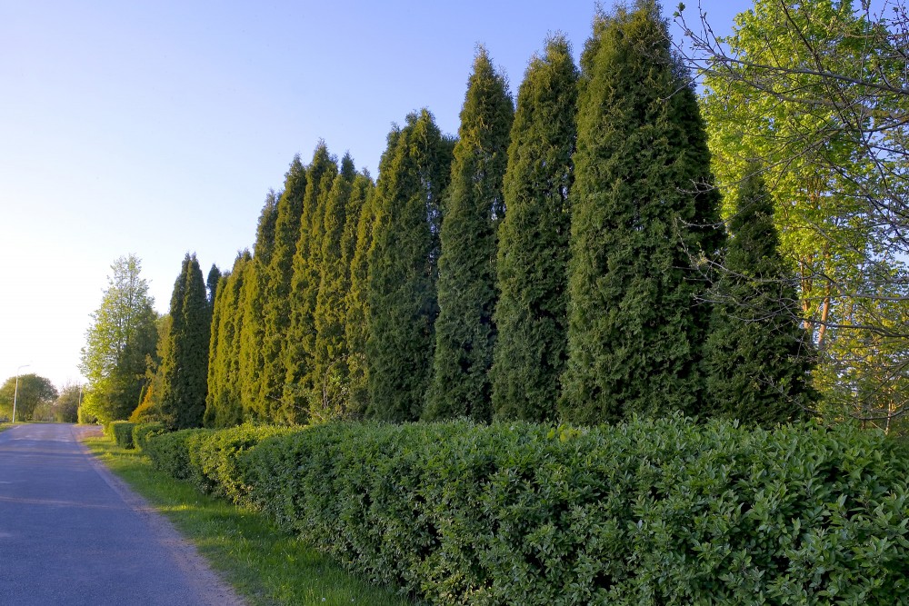 Tūju dzīvžogs Tūju dzīvžogs