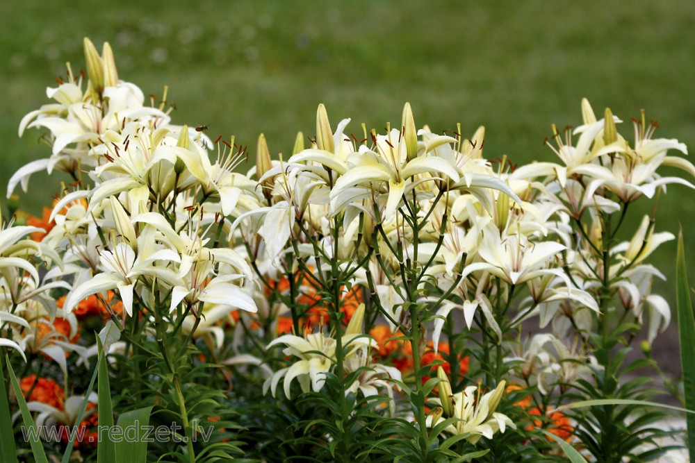 Lilijas (Lilium)