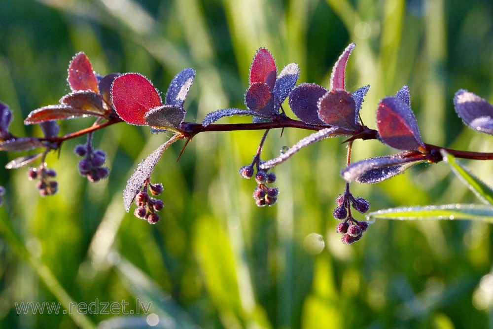 Common Barberry