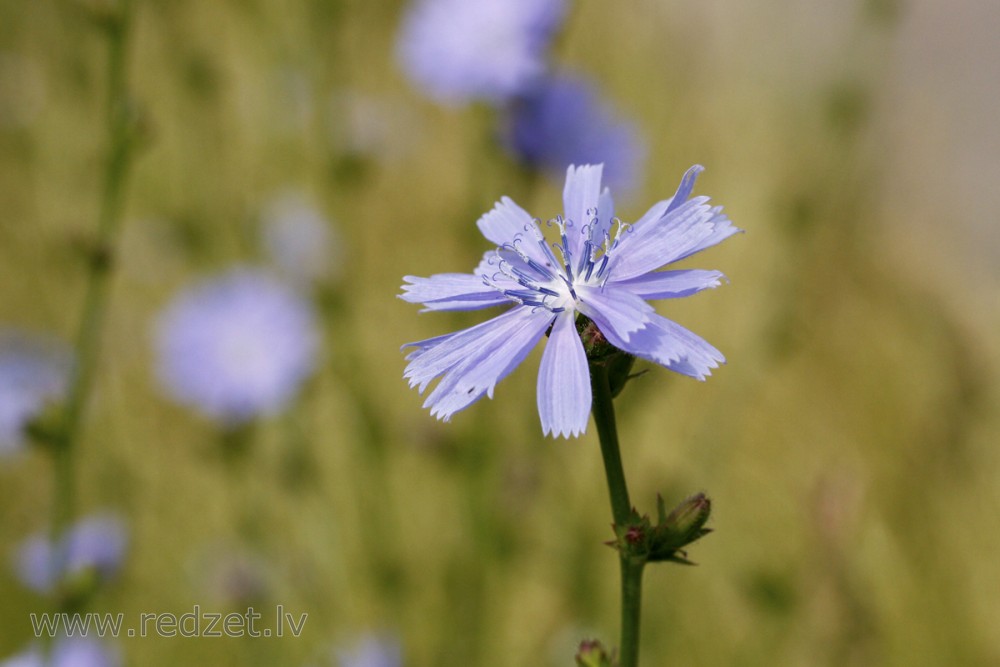 Common chicory