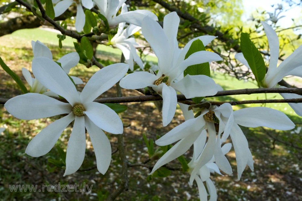 Blooming Magnolia x kewensis Branch at University of  Latvia Botanical Garden