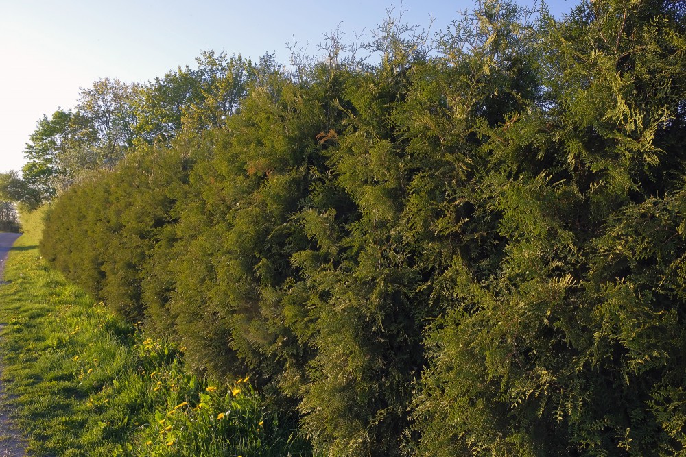 Tūju dzīvžogs Tūju dzīvžogs