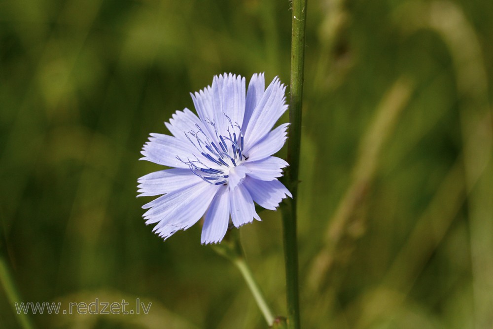 Common chicory