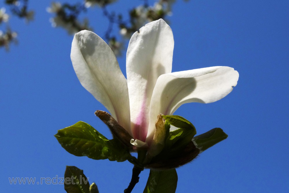 Ziemeļu Kobus magnolijas zieds