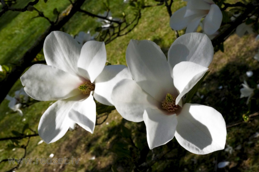 Mokryeon or Kobus Magnolia Flowers