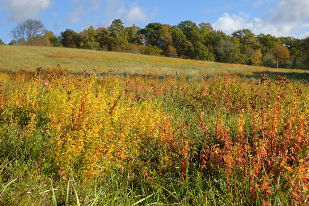 Autumn Landscape