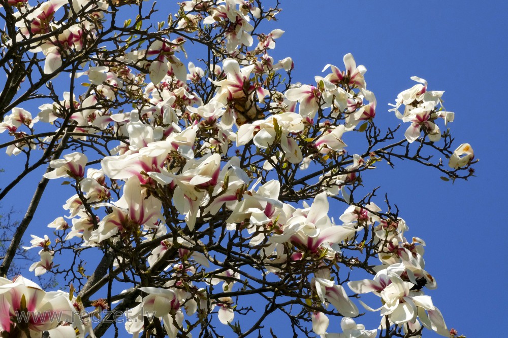 Blooming Huangshan Magnolia at University of  Latvia Botanical Garden