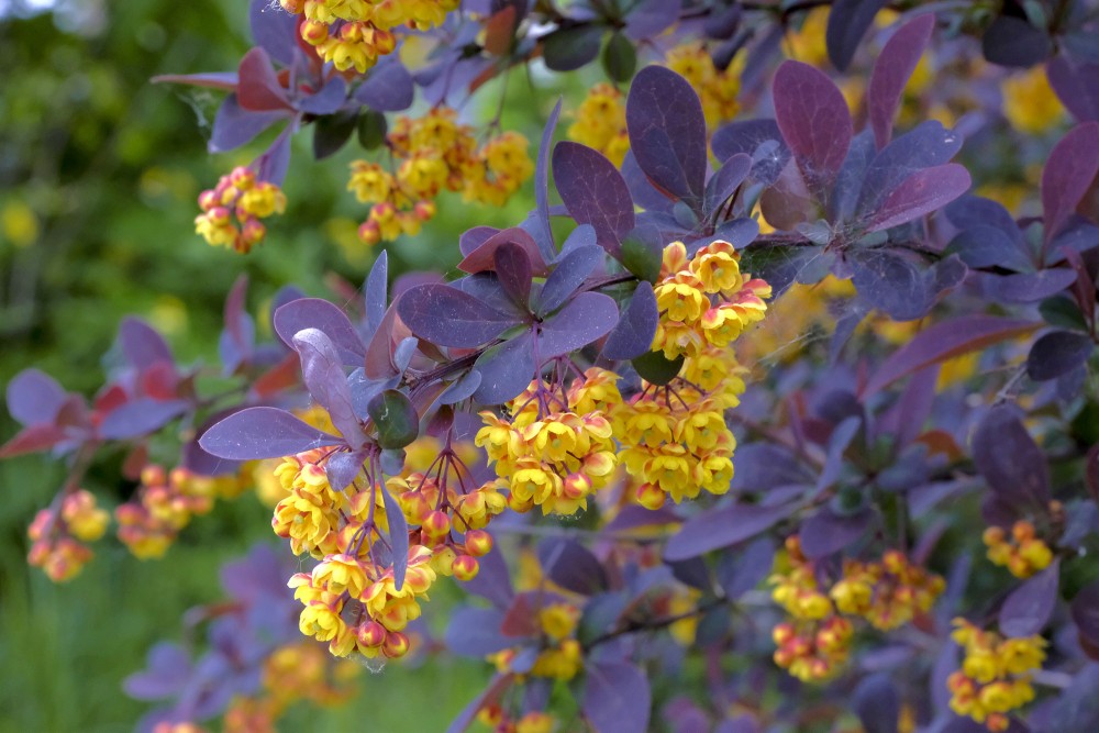 Ziedoša bārbele 'Atropurpurea'