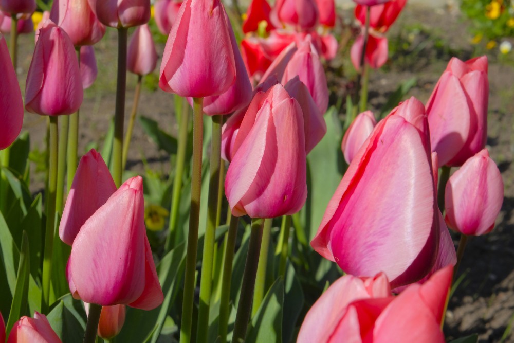 Red tulips