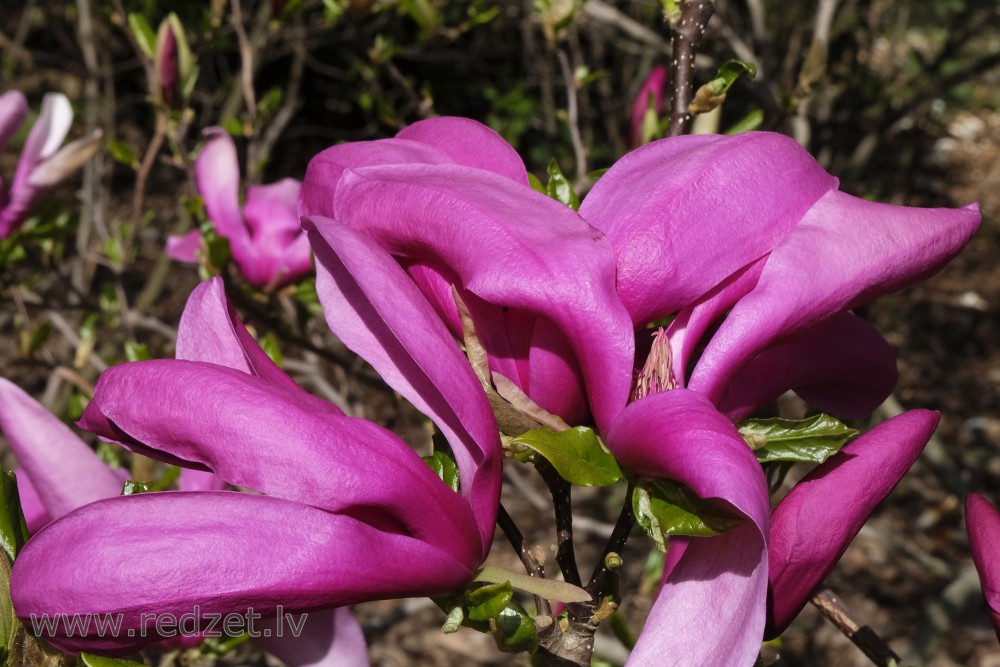 Magnoliju šķirne 'Susan' LU Botāniskajā dārzā