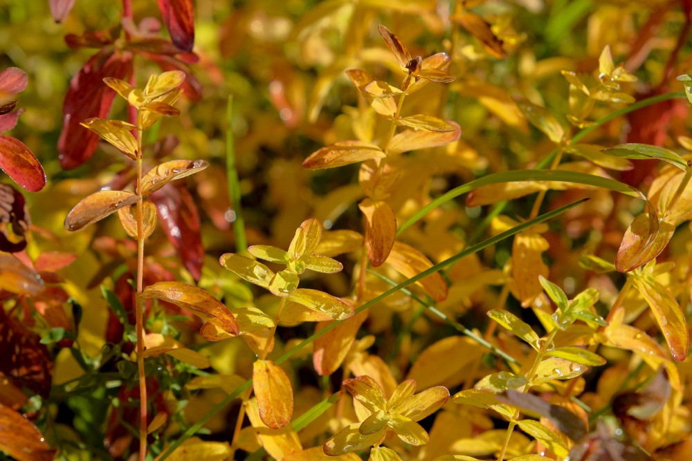 Asinszāles tuvplāns