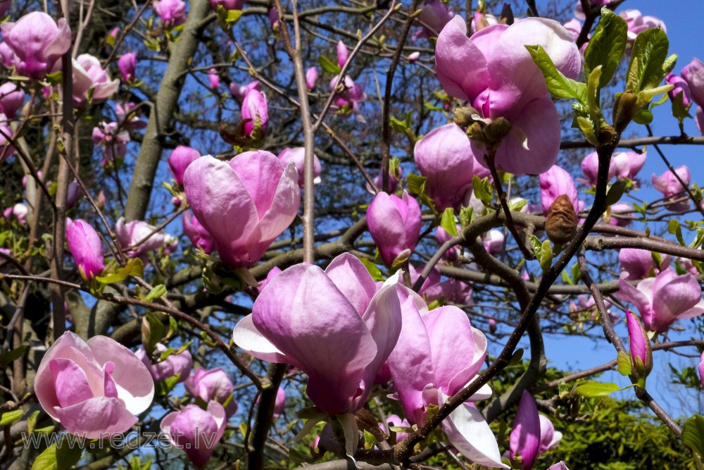 Ziedoša Sulanža magnoliju šķirne 'Lennei' LU Botāniskajā dārzā