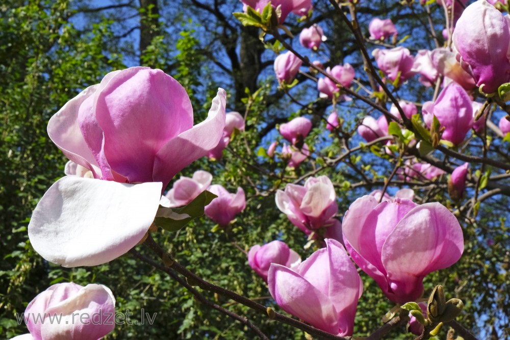 Sulanža magnoliju šķirne 'Lennei' LU Botāniskajā dārzā