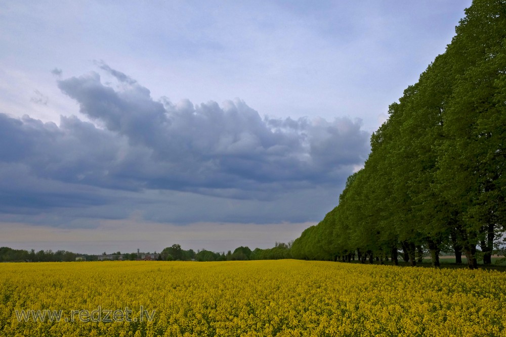 Evening landscape, Flowering Rape Field and Clouds