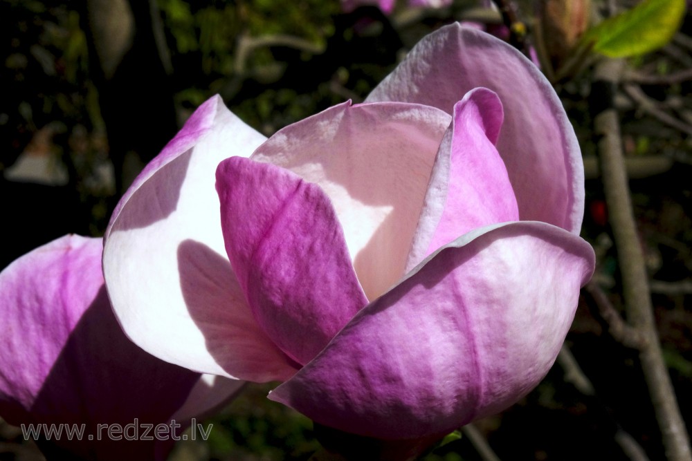 Sulanža magnoliju šķirnes 'Lennei' zieds