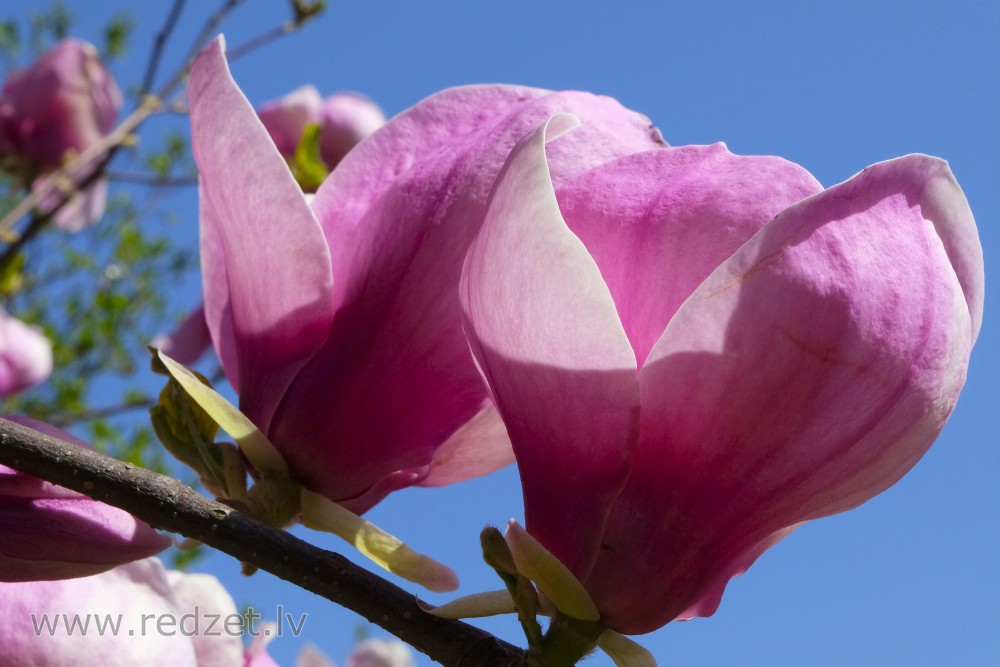 Sulanža magnoliju šķirnes 'Lennei' ziedi
