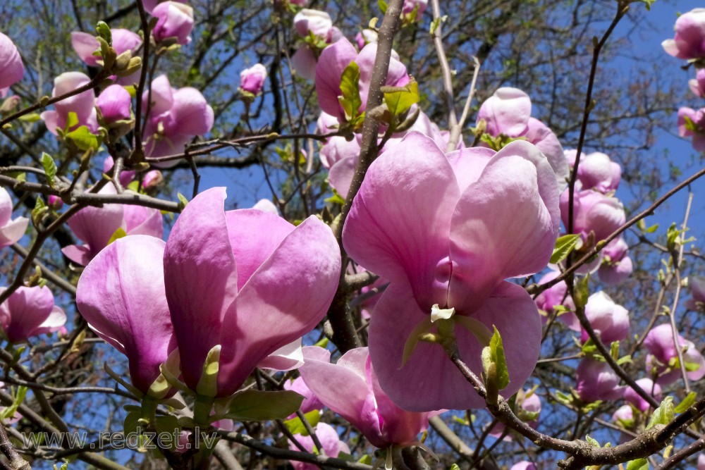 Ziedoša Sulanža magnoliju šķirne 'Lennei' LU Botāniskajā dārzā