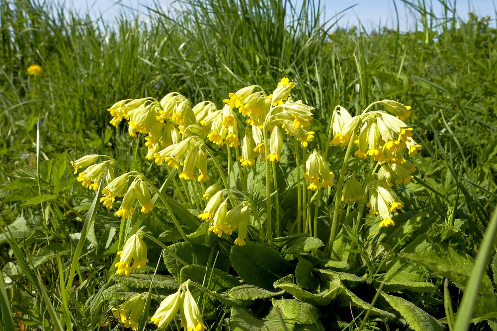 Gaiļbiksītes pļavā Gaiļbiksītes pļavā