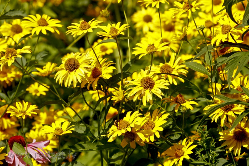 Rudbekija