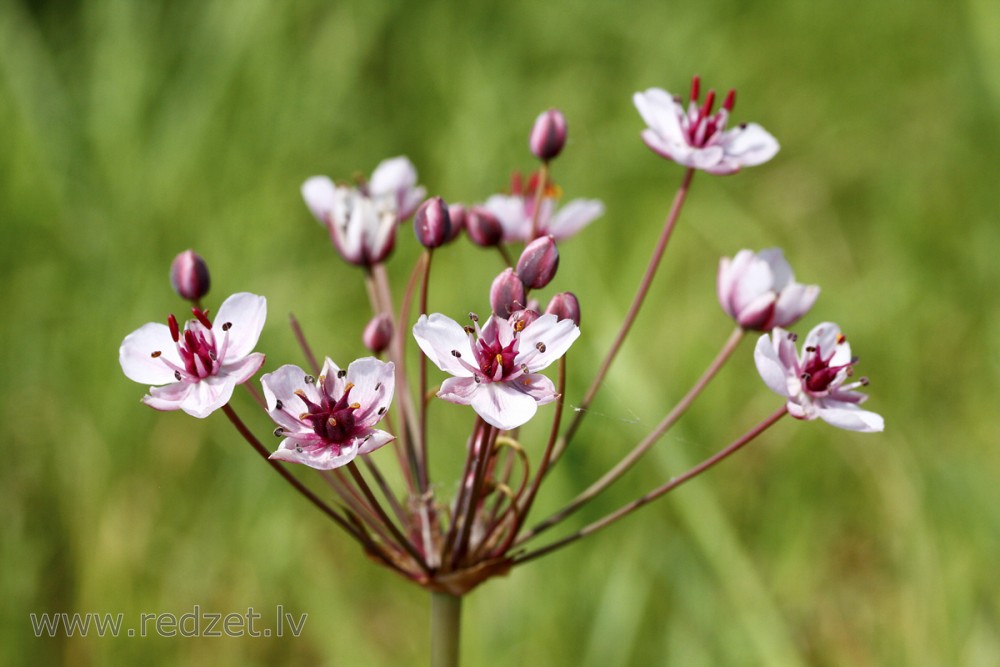 Čemurainais puķumeldrs