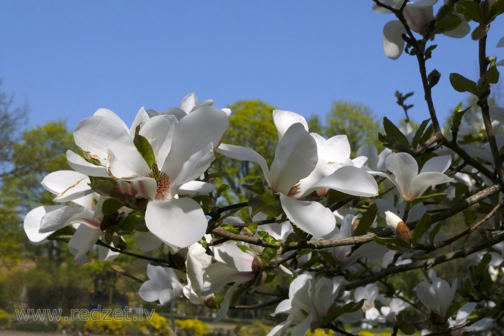 Ziedošs ziemeļu Kobus magnolijas zars LU Botāniskajā dārzā