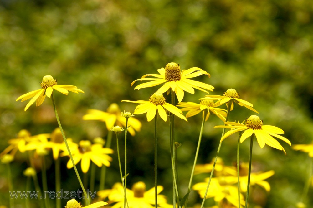 Rudbekija (Rudbeckia)