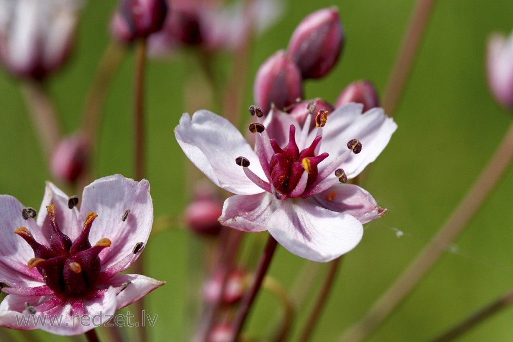 Čemurainais puķumeldrs