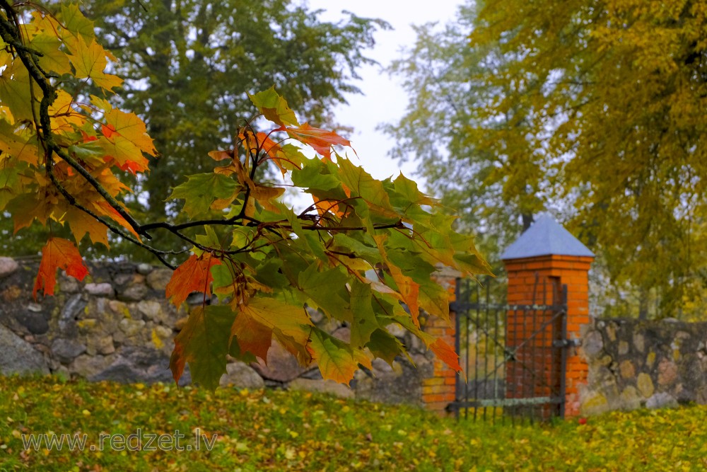 Maple Leaves in an Autumn