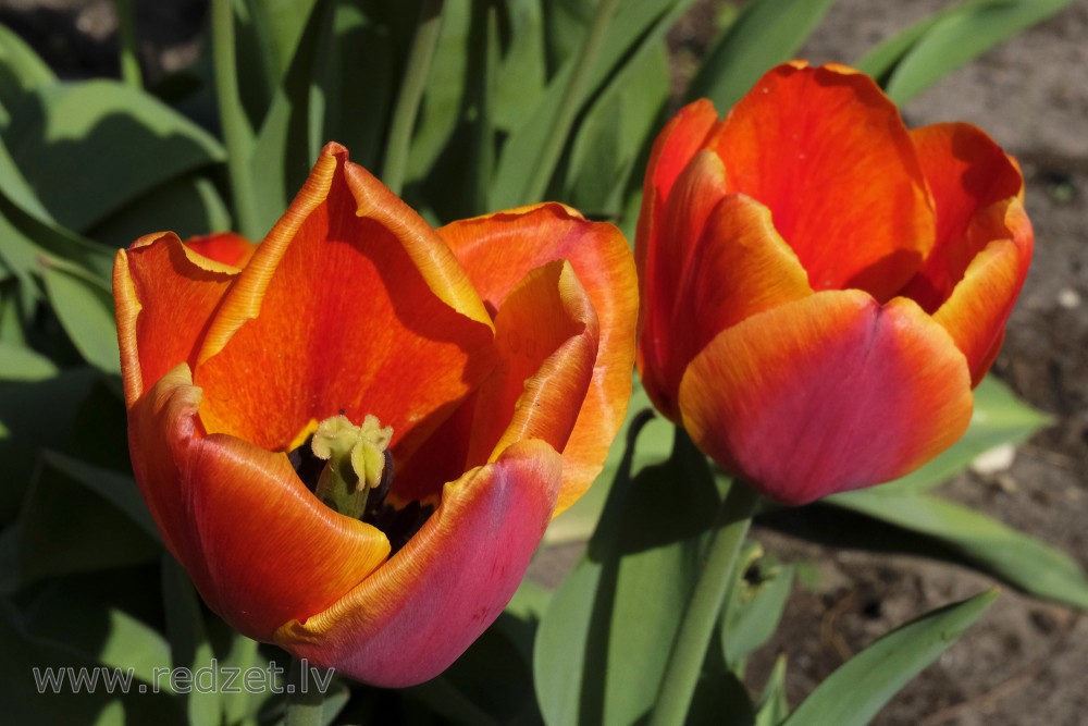 Pair of Tulips