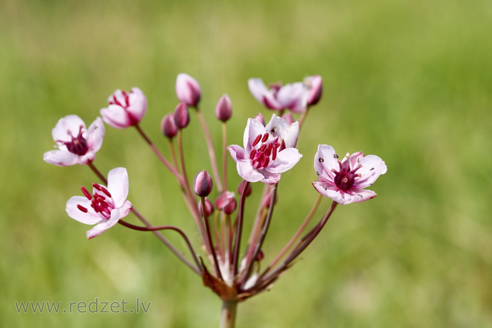 Čemurainais puķumeldrs