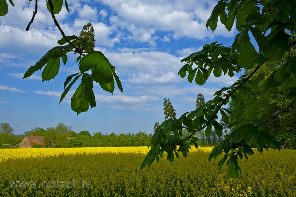 Flowering Rape Field and Horse-chestnut