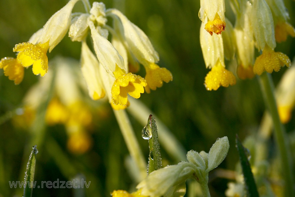 Dew Drops on a Common Cowslip